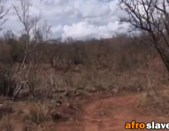 سكسي فيديو إفريقي حيوان
